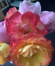 Book an Appointment with Lisa DiFlorio for Massage Therapy